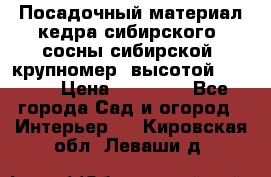 Посадочный материал кедра сибирского (сосны сибирской) крупномер, высотой 3-3.5  › Цена ­ 19 800 - Все города Сад и огород » Интерьер   . Кировская обл.,Леваши д.